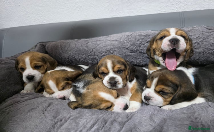 Beagle dogs - Advert 1