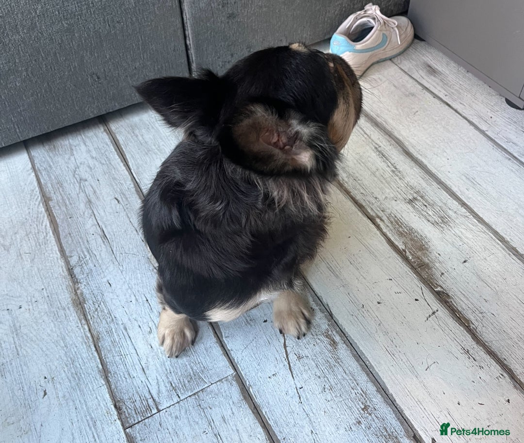 French Bulldog dogs for sale: Beautiful full fluffy frenchies  - Advert 4