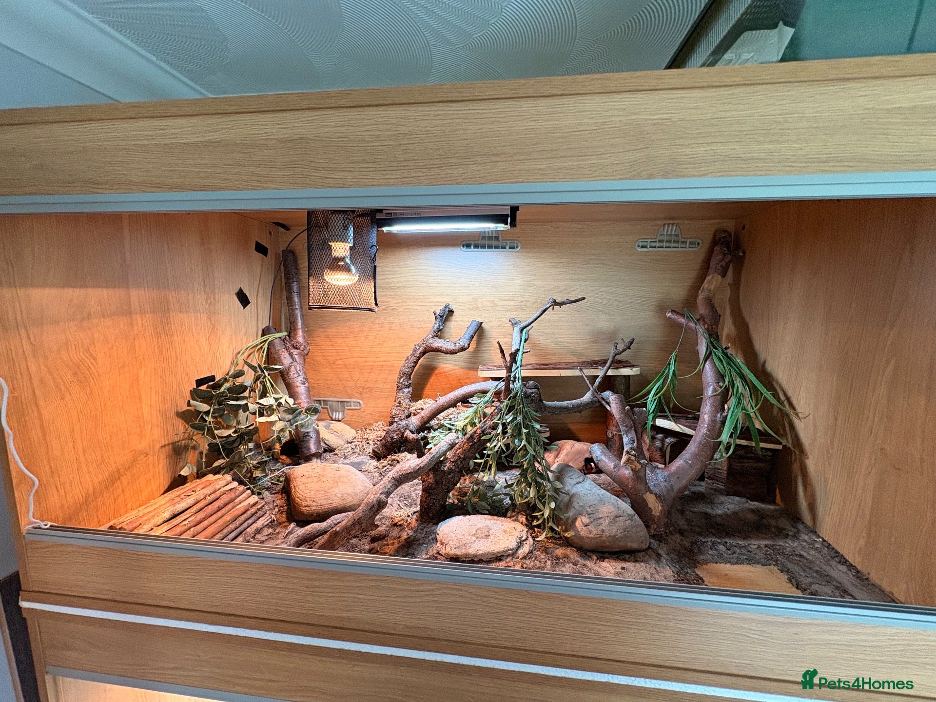 King Snake reptiles Arizona Mountain Kingsnake and full set up - Advert 2