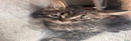 Mixed Breed cats for sale: Reduced last 2 females ragdoll x maincoon  - Advert 14
