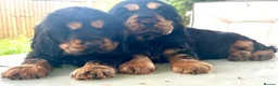 Cocker Spaniel dogs for sale: Gorgeous KC Show Cocker Babies  - Advert 17