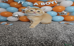 Scottish Fold cats for sale: Bundle of 11 Scottish fold Straight Ears Kittens - Image 14