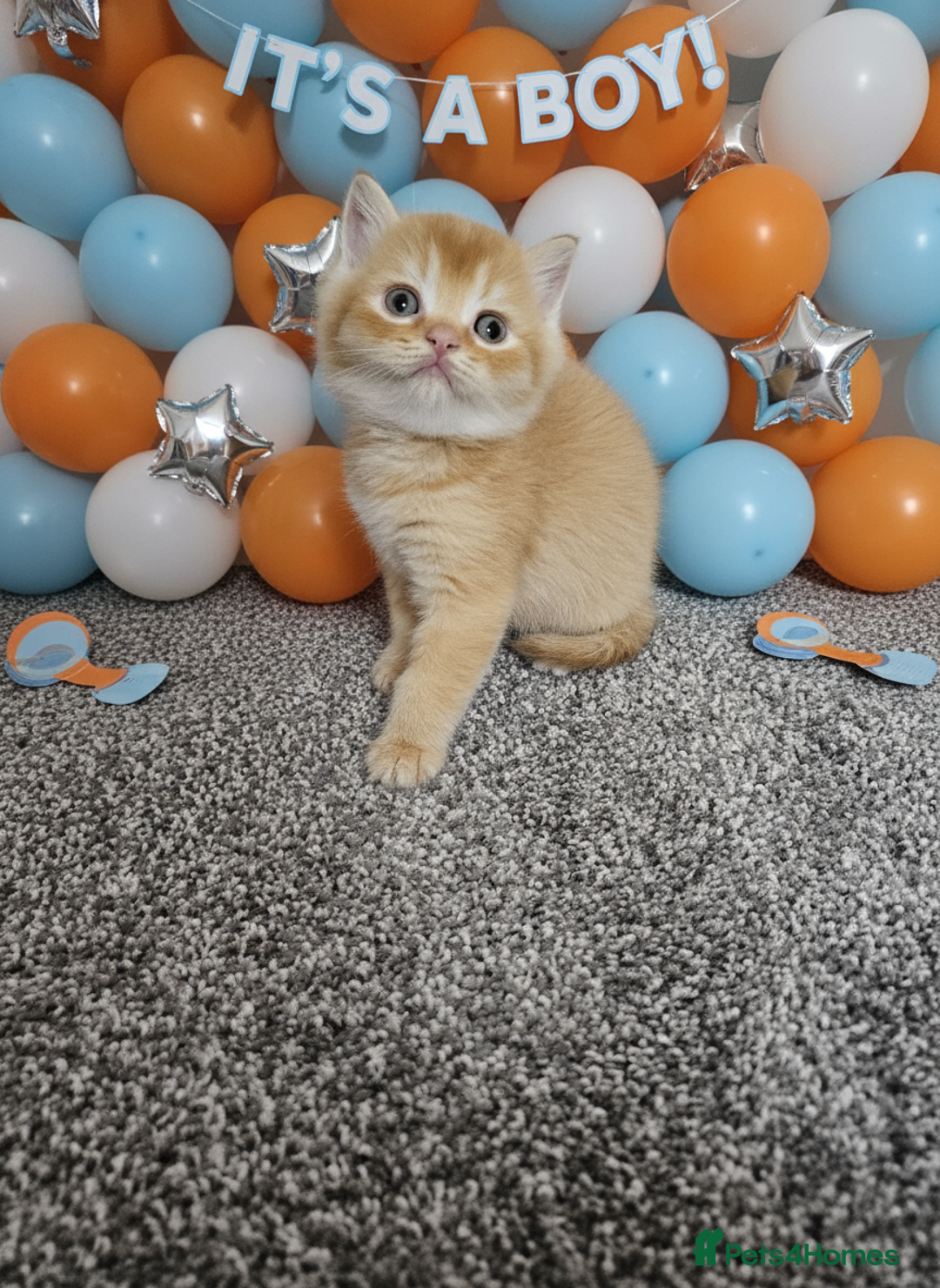 Scottish Fold cats for sale: Bundle of 11 Scottish fold Straight Ears Kittens - Image 14