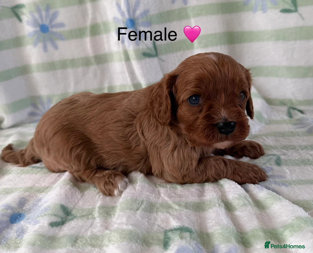 Cavapoo dogs for sale: Easter Cavapoos 🐶🐣 - Advert 6