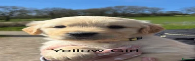 Golden Retriever Puppy 4 -Yellow Girl