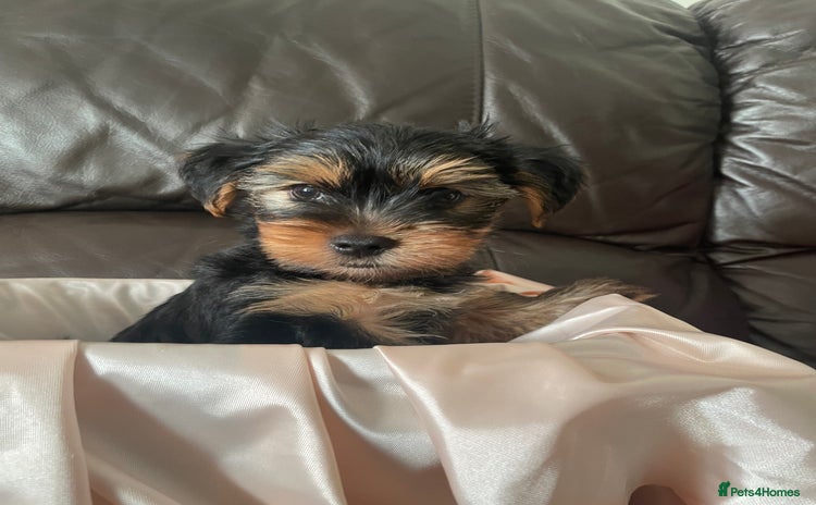 Yorkshire Terrier dogs - Advert 4