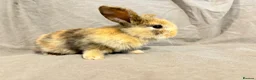 Mixed Breed rabbits for sale: 3 Mini Lop cross babies - Advert 3