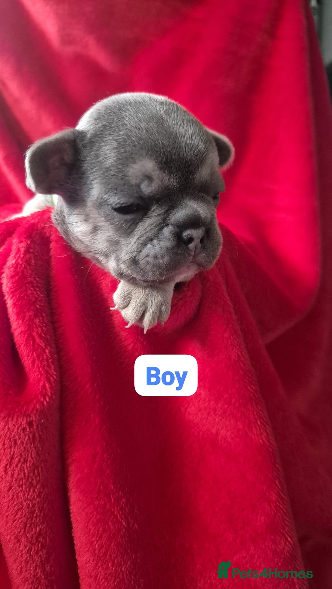 French Bulldog dogs for sale: French bulldog puppies  - Advert 2