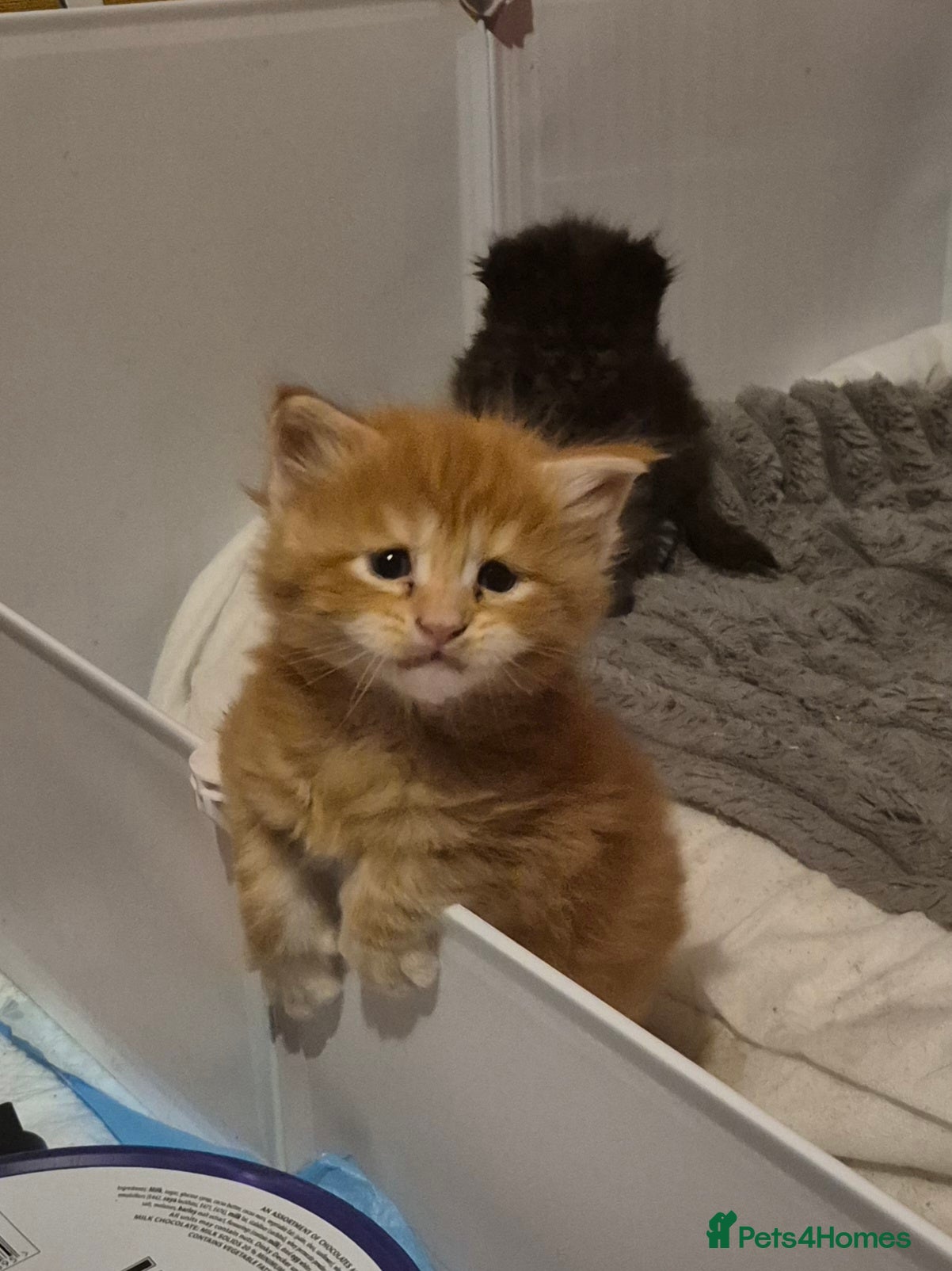 Maine Coon cats Russian /xxl maine coon - Advert 6