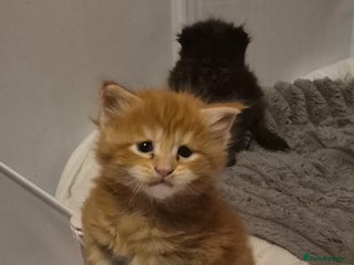 Maine Coon cats Russian /xxl maine coon - Advert 6