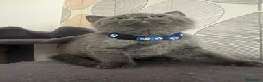 British Shorthair Kitten Blue Collar