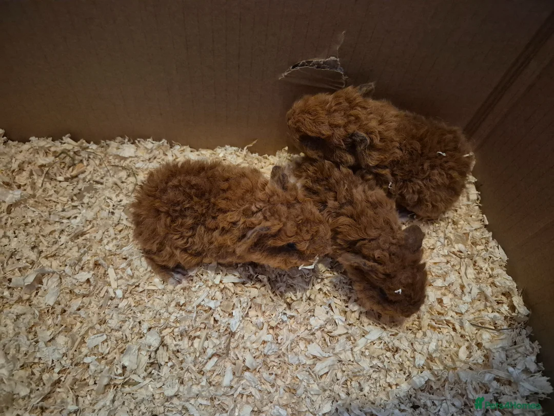 Guinea Pig rodents for sale: I have selection baby piggies from pure to x bred - Advert 2