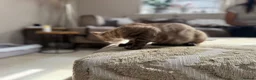 Bengal cats for sale: ⭐⭐⭐ Stunning Rare Charcoal Mink Bengal Kitten ⭐⭐⭐ - Advert 27