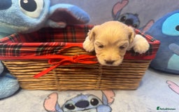 Maltipoo dogs for sale: Fluffballs of Joy 🐾💛 ready to melt your heart! - Image 16