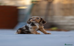 Cocker Spaniel dogs for sale: Cocker spaniel puppies  - Advert 7