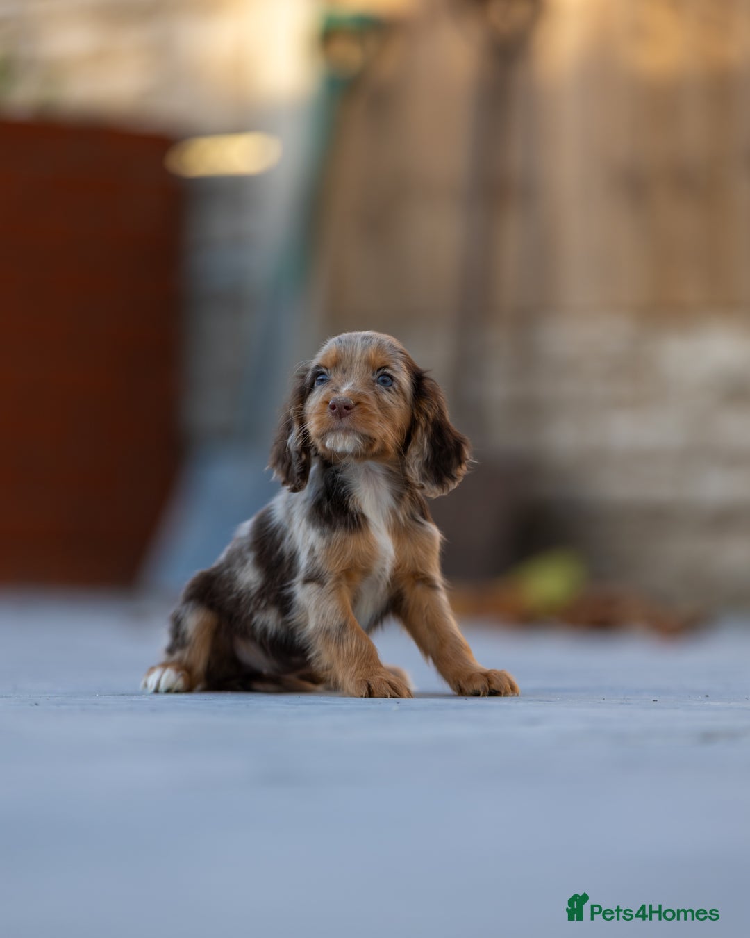 Cocker Spaniel dogs for sale: Cocker spaniel puppies  - Advert 7