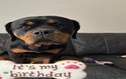Rottweiler dogs for sale: 1 year old Rottweiler female  - Image 2