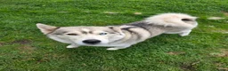 Utonagan dogs for sale: Twin Litter Mates for Rehome in Laurencekirk - Advert 4