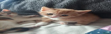 Mixed Breed Kitten 2