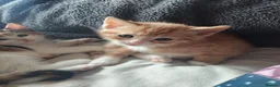 Mixed Breed cats for sale: Litter of 4 kittens  - Advert 8