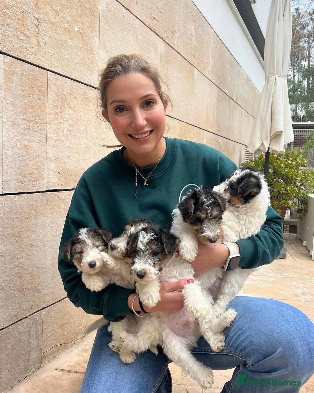 Fox Terrier dogs for sale: Adorable Wire Fox Terrier Puppies for Sale! - Image 11