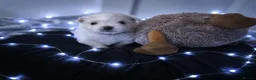 Maltese dogs for sale: 🐶4 Beautiful Maltese Puppies – 3 Boys & 1 Girl - Advert 19