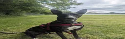 Lurcher dogs for adoption: Splash - Advert 1