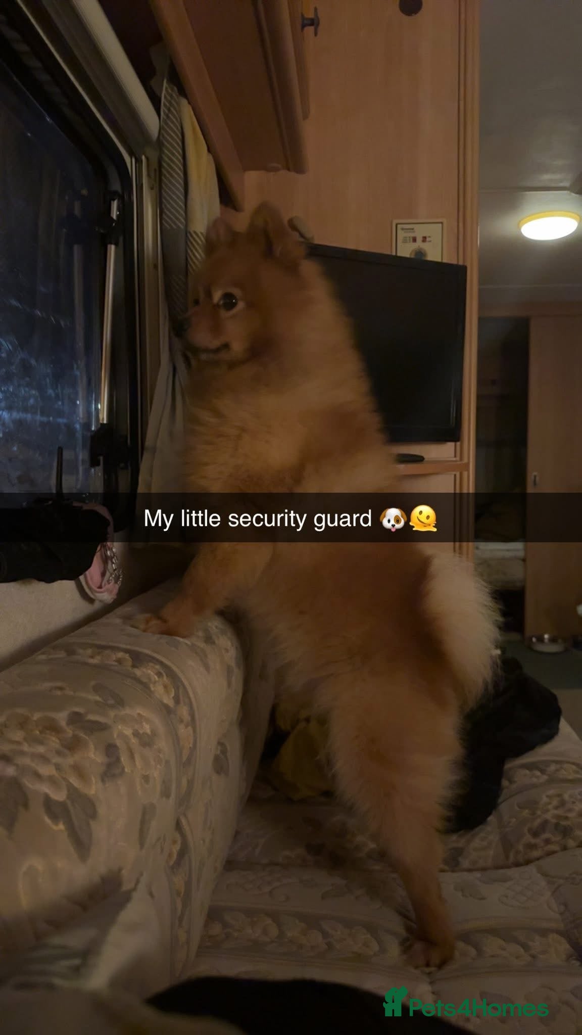 Pomeranian dogs Teddy is FOR STUD  in Cwmbran - Advert 10