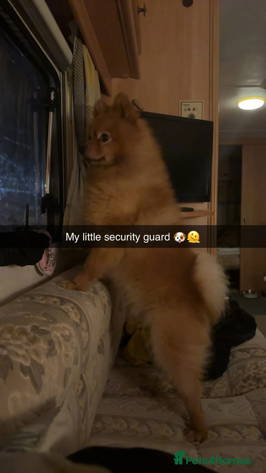 Pomeranian dogs for stud: Teddy is FOR STUD  in Cwmbran - Advert 1