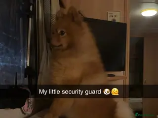 Pomeranian dogs Teddy is FOR STUD in Cwmbran - Advert 10