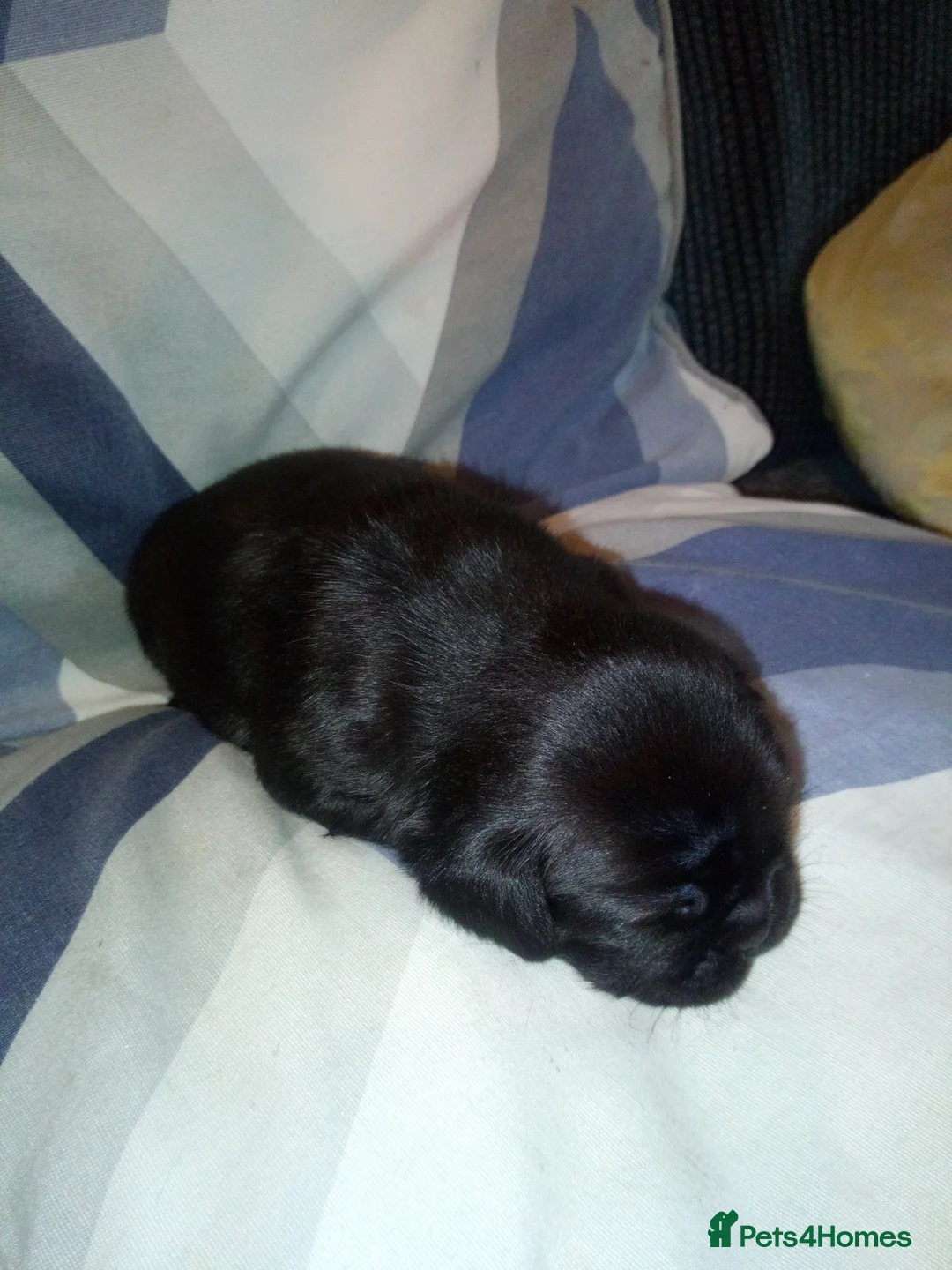 Pug dogs for sale: Pug puppies  - Advert 2