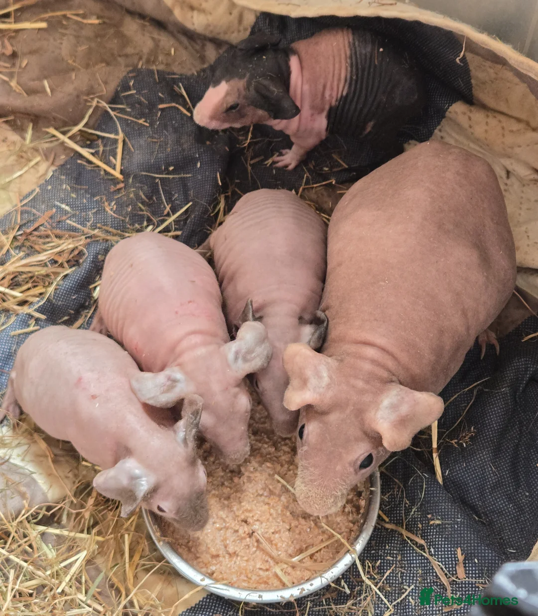 Guinea Pig rodents for sale: 2 skinny boys (pancake and waffle) - Advert 1