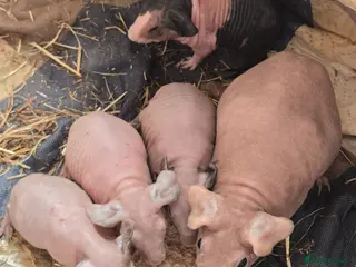 Guinea Pig rodents 2 skinny boys (pancake and waffle) - Advert 3