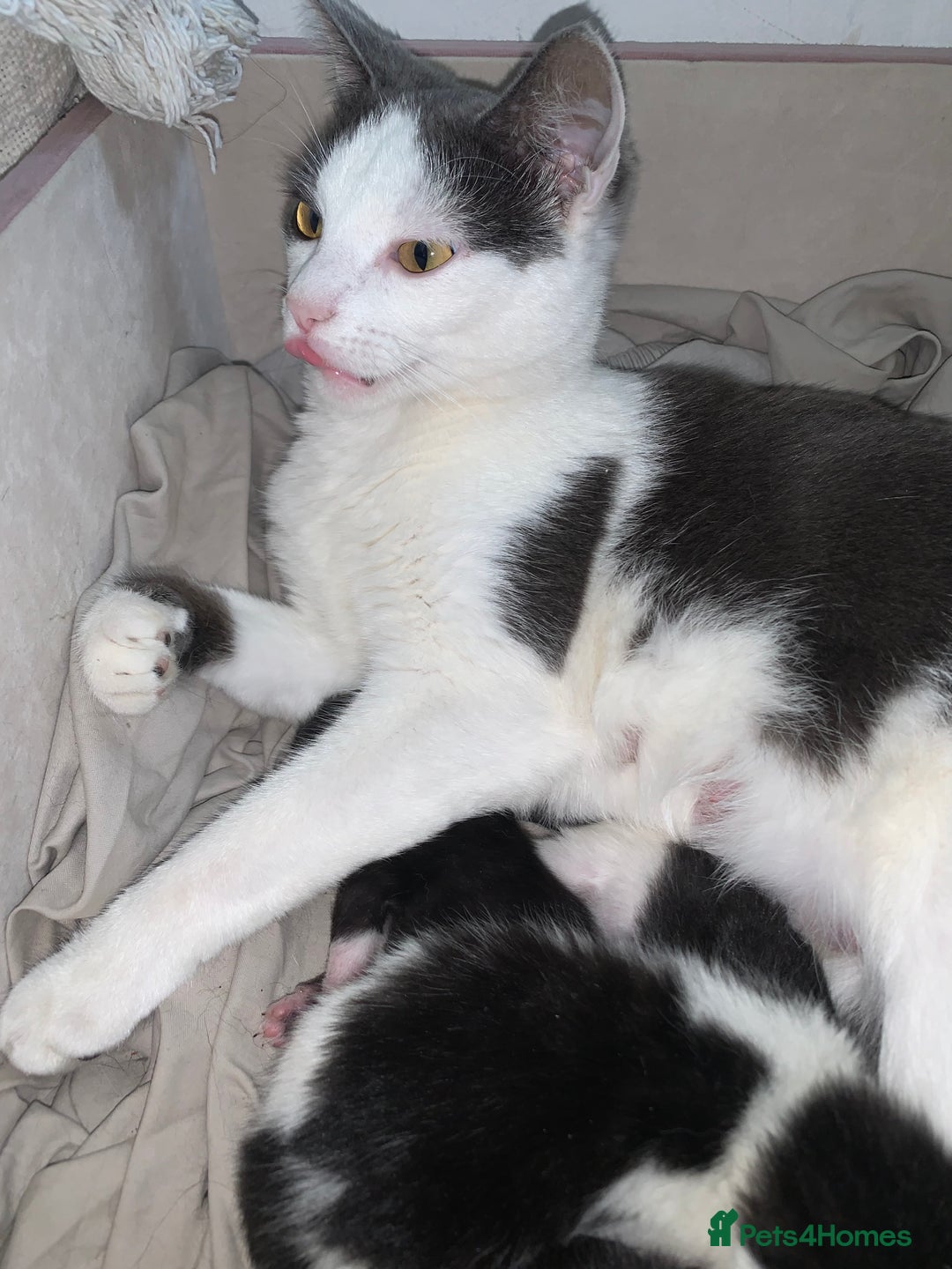 Mixed Breed cats for sale: Kittens ready for their new homes. - Advert 3