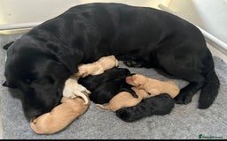 Labrador Retriever dogs for sale: KC registered traditional working Labrador puppies - Image 8