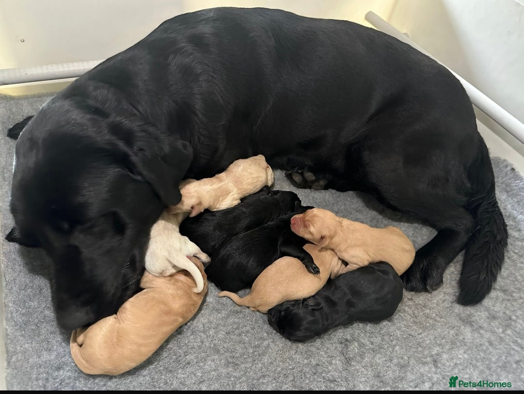 Labrador Retriever dogs for sale: KC registered traditional working Labrador puppies - Image 8