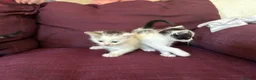 Mixed Breed cats for sale: 12 kittens available - Advert 15