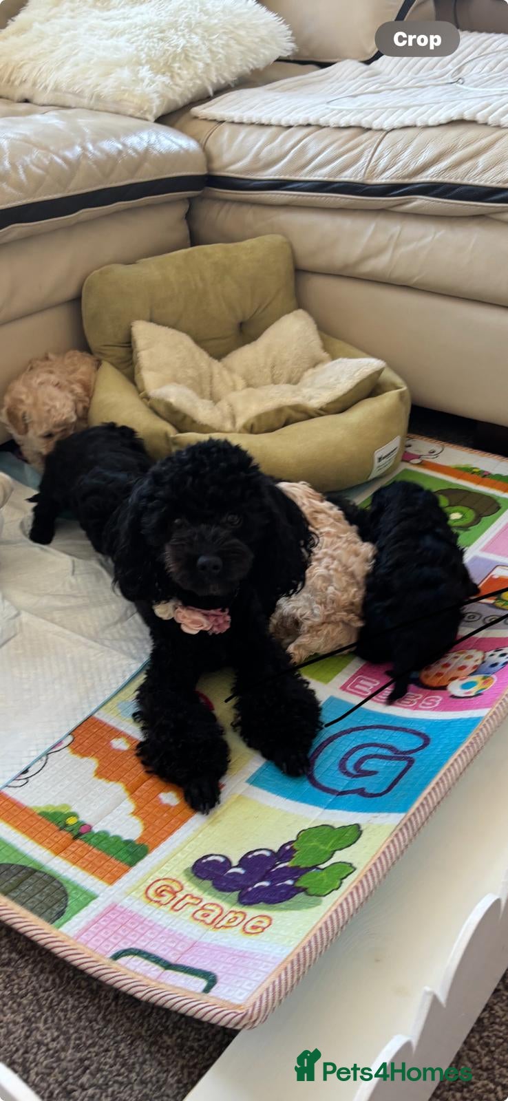 Toy Poodle dogs Two beautiful little poochons  - Advert 15