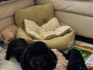 Toy Poodle dogs Two beautiful little poochons - Advert 15