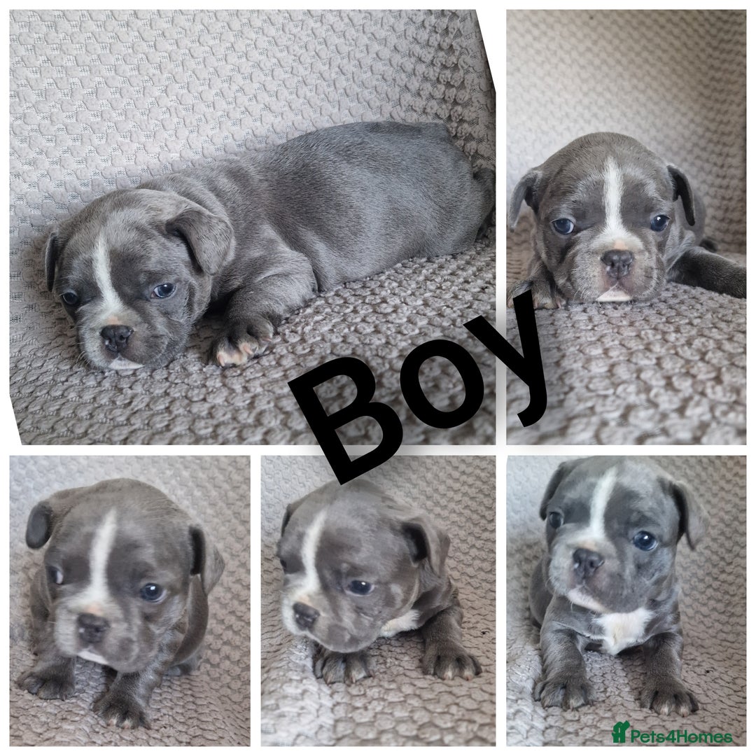 French Bulldog dogs for sale: french bulldog puppies  - Image 3