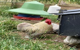Chickens poultry for sale: Lavender Pekin cockerel  in Ashbourne - Image 1