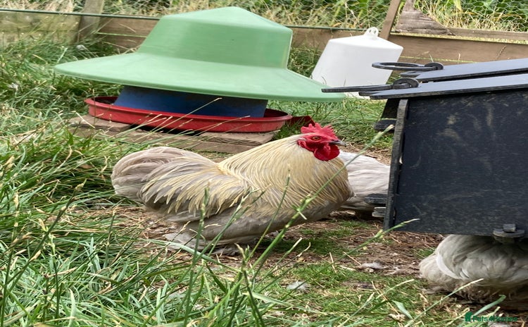 Chickens poultry for sale in Ashbourne - Advert 4