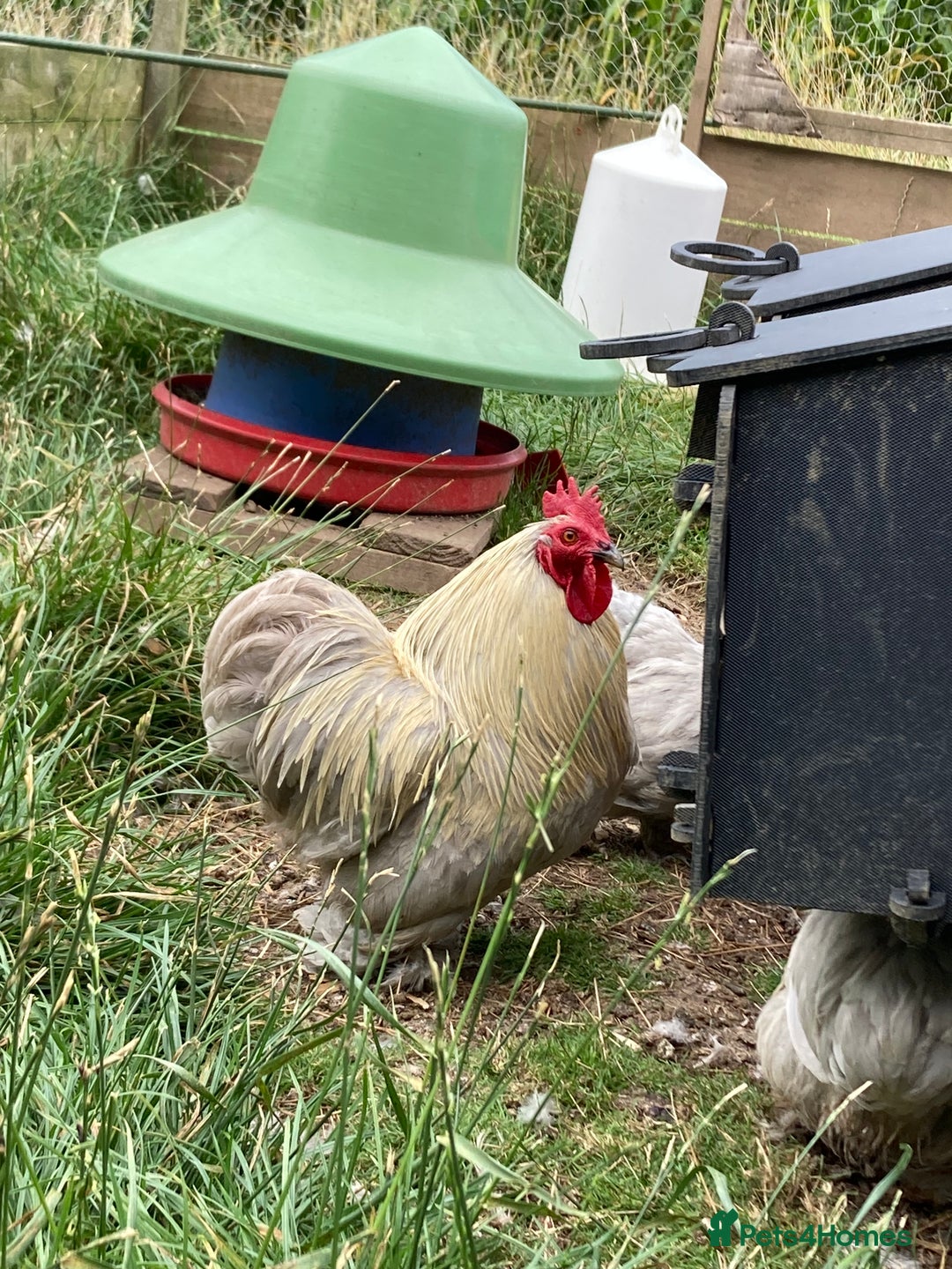 Chickens poultry for sale: Lavender Pekin cockerel  in Ashbourne - Image 1