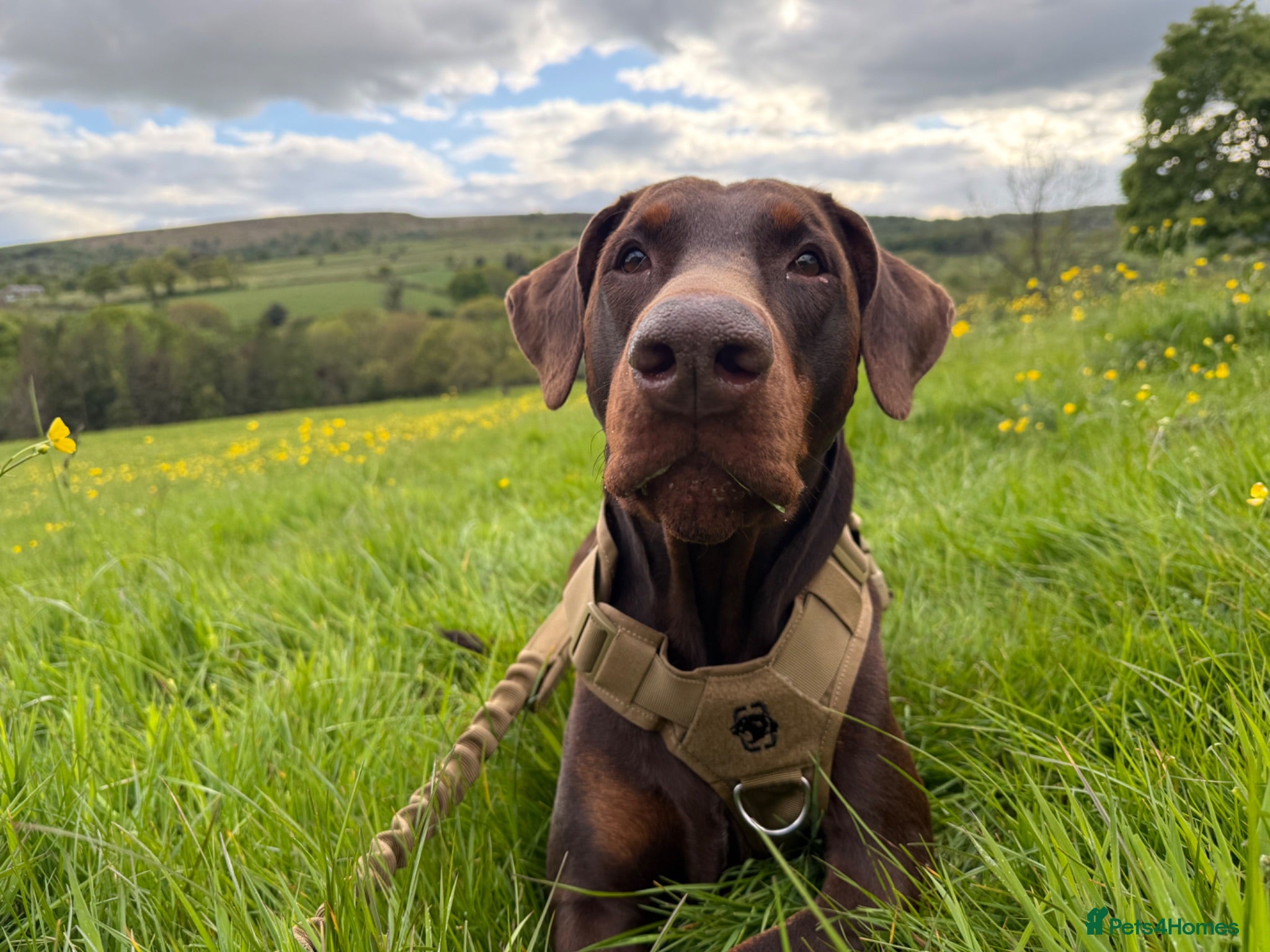 Dobermann dogs Champion bloodline Doberman for stud  - Advert 1