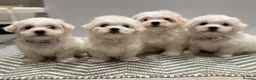 Maltese dogs for sale: Maltese puppies ready for new homes! 🐶 - Advert 20