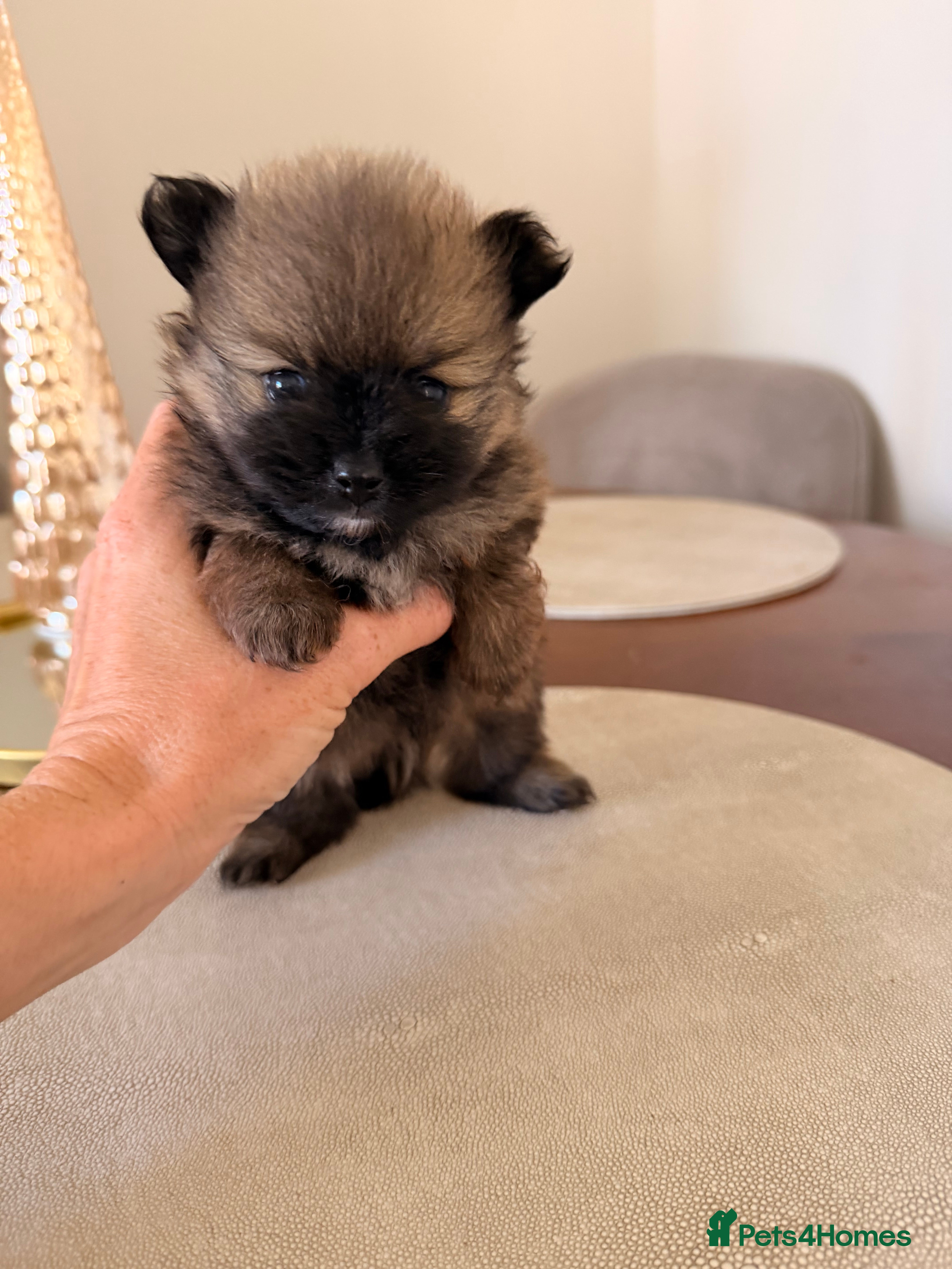 Pomeranian dogs 2 amazing males available - Advert 1