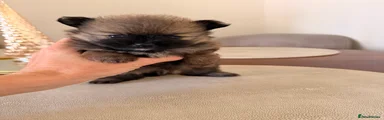Pomeranian Puppy 2