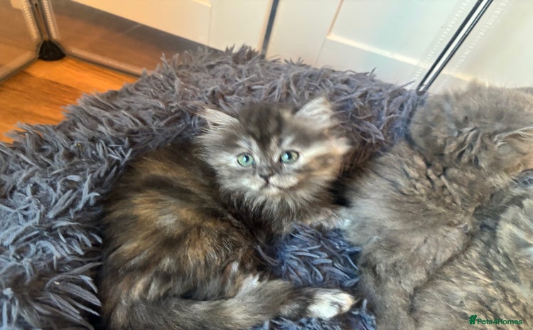Ragdoll cats - Advert 4