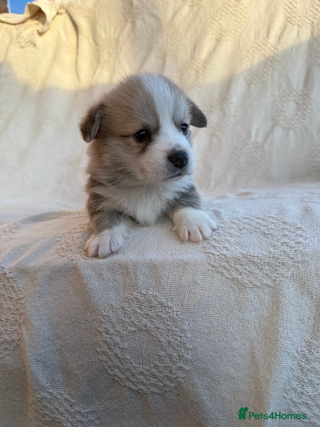 Welsh Corgi Pembroke dogs for sale: KC PREMBROKESHIRE CORGI'S  - Advert 4