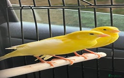 Canaries birds for sale: Pair of canaries - Image 2